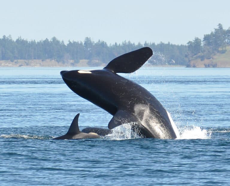 Be Whale Wise Launching Second Year of the Boater Ambassador Program